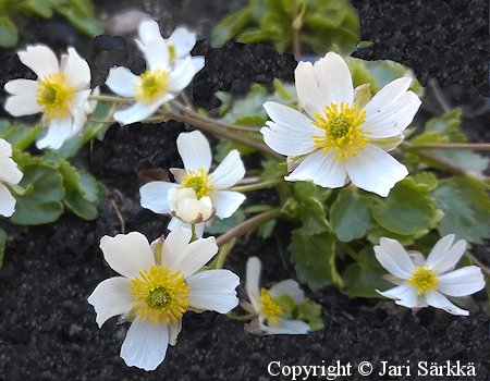 Ranunculus crenatus, kirsilenikki